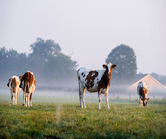 Farm