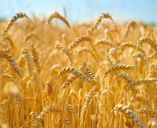 Field